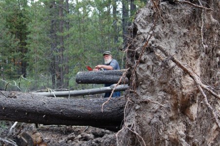 tree trunk.jpg