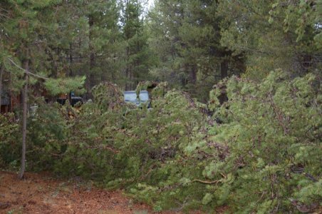 jeep near tree fall.jpg