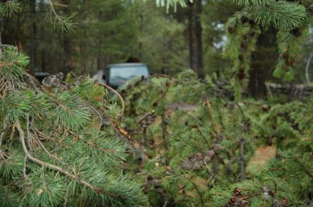jeep near tree fall.jpg2.jpg