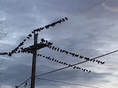birds on a wire.jpg