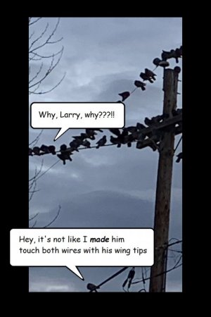 birds on a wire fin.jpg