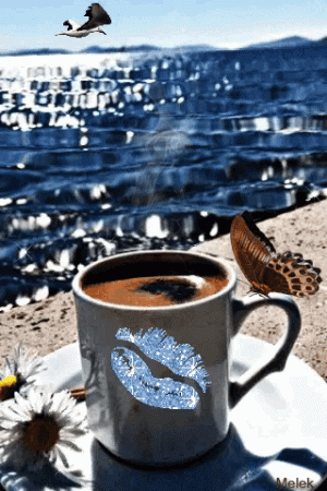 6E30E281-04EE-4175-9C02-160113E885D1.gif