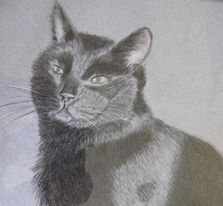 pearls cat 3.jpg
