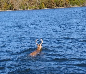 DeerX.jpg