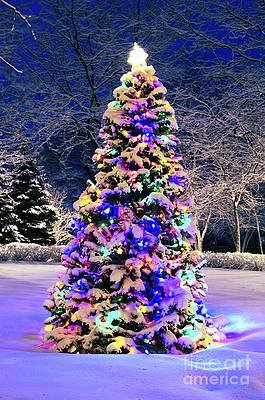 XMASsnowytree.jpg