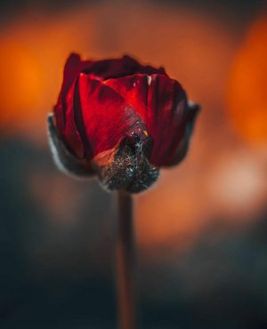 Tumblr_l_142438062567581.jpg