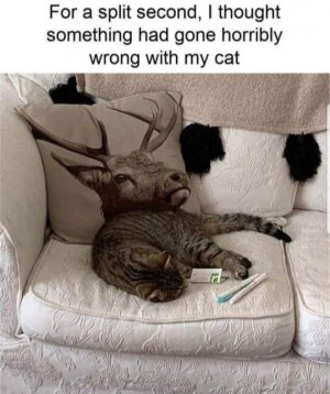 catdeer.jpg