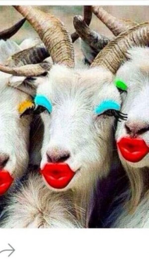 lipstickgoats.jpg