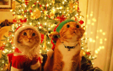 santa-cat-elf-cat.gif