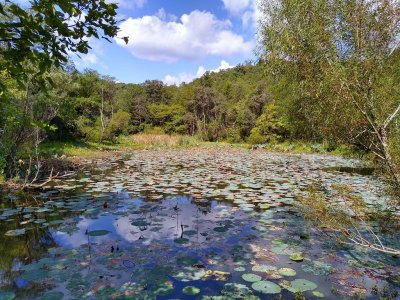 Lilly Pond.jpg