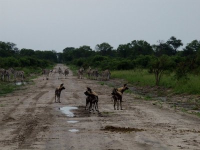 Wild Dogs 1.JPG