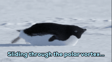 penguin.gif