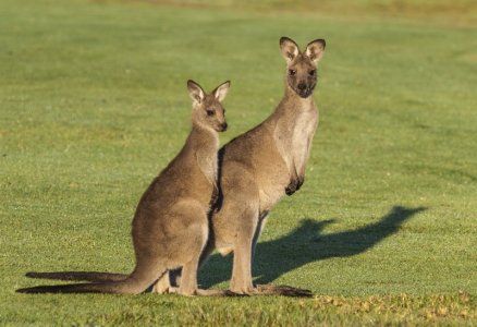 kangaroos.jpg
