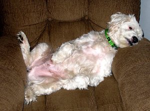 Sparky yoga.jpg