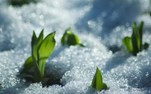 snow_spring_by_peehs.jpg