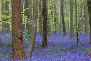 Bluebell woods in Cornwall.jpg