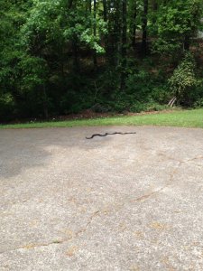 IMG_0411.jpg