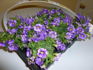 annuals (800x600).jpg