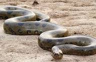 anaconda.jpg