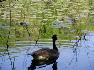 goose rear view landscape.jpg