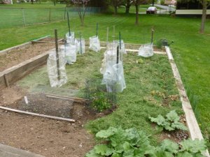 garden with plastic (800x600) (2).jpg
