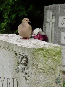 a a a a dove.jpg
