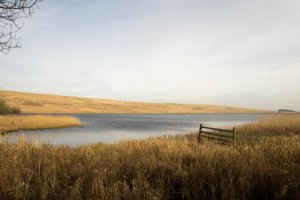 Tindale1.jpg