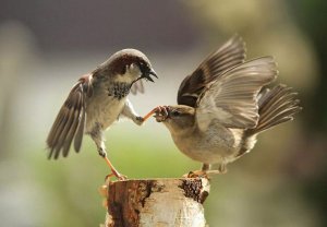 IMG_2625.JPG