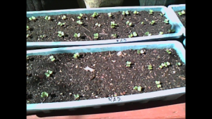 Snapshot 1 (5-7-2017 3-38 PM).png