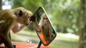 monkey-759.jpg