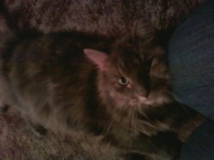 kitty luv.jpg