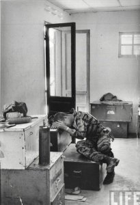 chopperpilot postmission vietnam.jpg