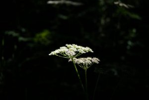 lightweed2.jpg