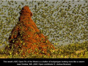chatter of budgerigars.JPG