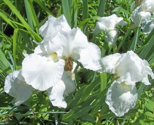 iris May 2017b.jpg