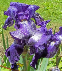 iris May 2017d.jpg