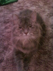 Camouflage Kitteh.jpg