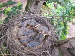 robin hatchlings.jpg robin hatchlings.jpg