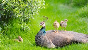 a beautiful peahen with 3 chicks.jpg