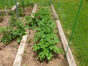 potatoes (800x600).jpg