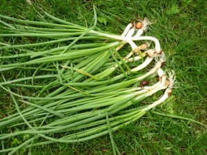 scallions (800x600).jpg