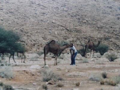 Kissing Camel.JPG