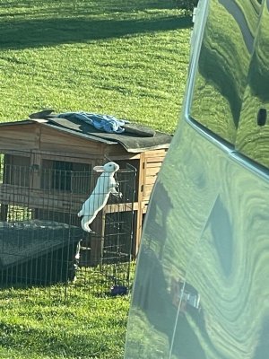 fenceee.jpg