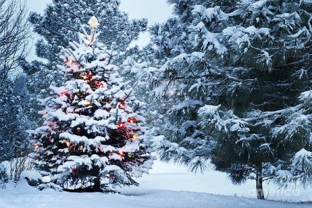 this-snow-covered-christmas-tree-stands-ricardo-reitmeyer.jpg
