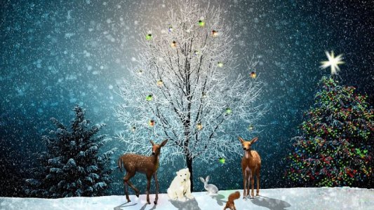 XMASfrsttree.jpg