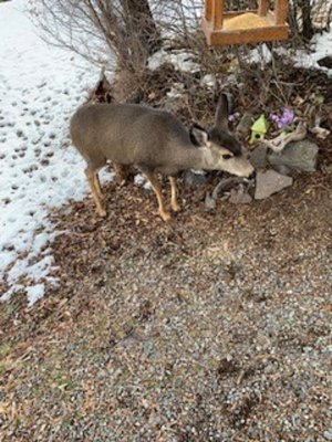 deer close up.jpg