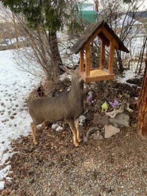 deer close up.jpg2.jpg