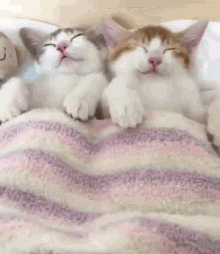 sleep-sleepy.gif