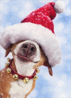 xmasdog.jpg