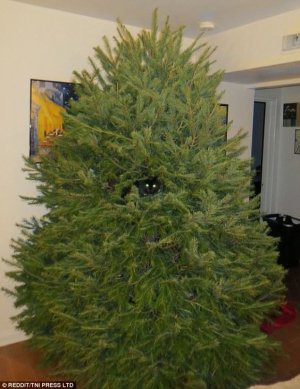 cattree25.jpg
